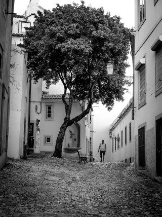 Tree of Life in Lisbon by Graeme Heckels Travel & Street Photography