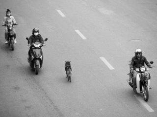 Graeme Heckels Hanoi Street Photography Dog Walks Hanoi Motorbike Traffic