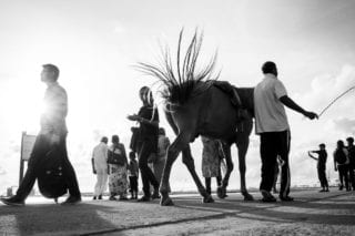 Graeme_Heckels_Colombo Street Photography_Horse